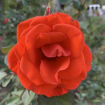 バラ　薔薇　花 バラ,薔薇,花の写真素材