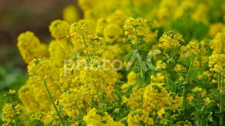 開花した畑の菜の花 菜の花,黄色,花の写真素材