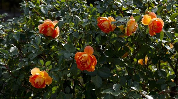 【花の写真】ばらの花 rose,植物,園芸の写真素材