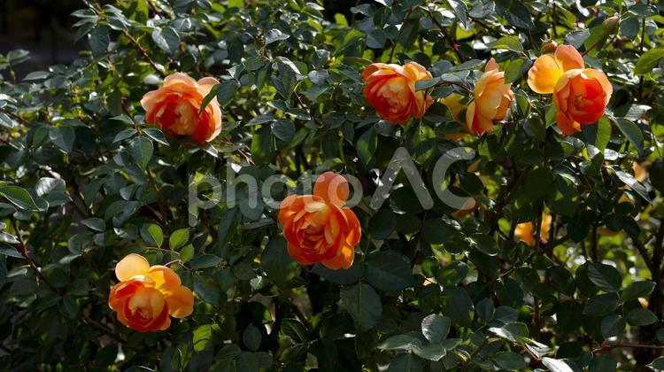 【花の写真】ばらの花 rose,植物,園芸の写真素材