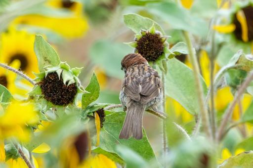 向日葵の中で休むスズメの写真