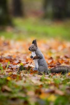落ち葉とエゾリス 秋,落ち葉,エゾリスの写真素材