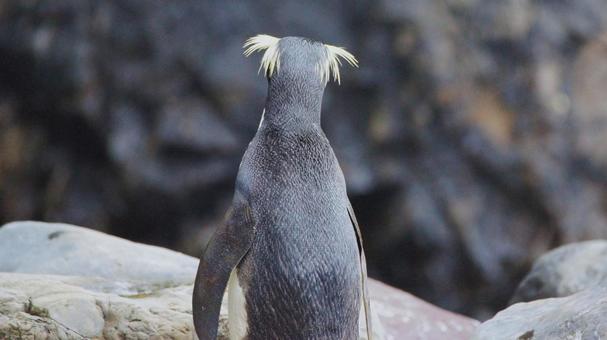 うしろ姿のフィヨルドランドペンギン うしろ姿のフィヨルドランドペンギンの写真