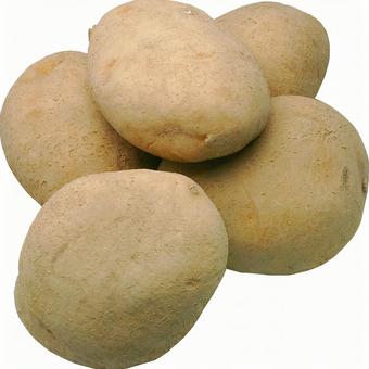 じゃがいも-24 じゃがいも,野菜,芋の写真素材