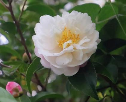 茶梅 山茶花,花,flowerの写真素材