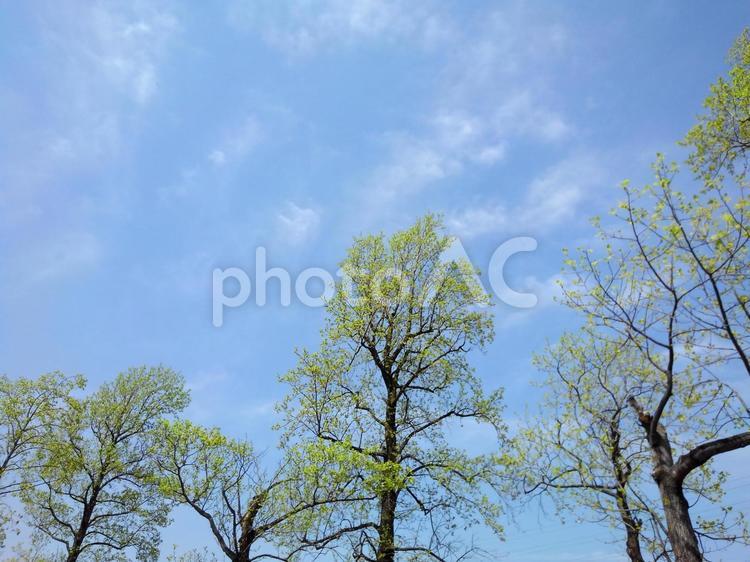 新緑の樹木3 新芽,芽生え,新緑の写真素材