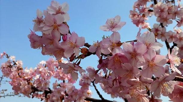 春に咲くピンクの花々 春に咲くピンクの花々の写真