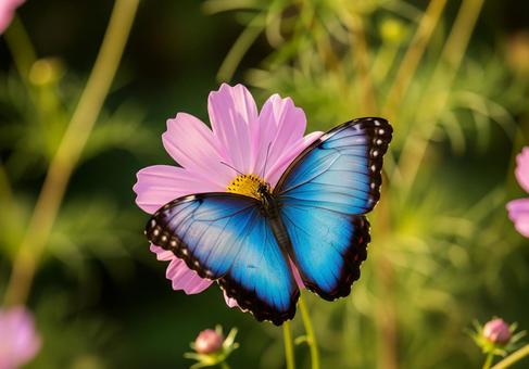 ブルーモルフォとコスモスの写真