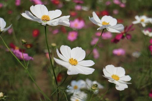 Cosmos, JPG