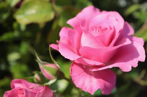 バラ園でピンクの薔薇を撮影した写真です バラ園でピンクの薔薇を撮影した写真ですの写真