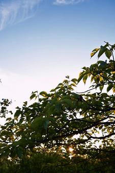 夏の夕暮れ:光が差す木々の葉 夏の夕暮れ:光が差す木々の葉の写真