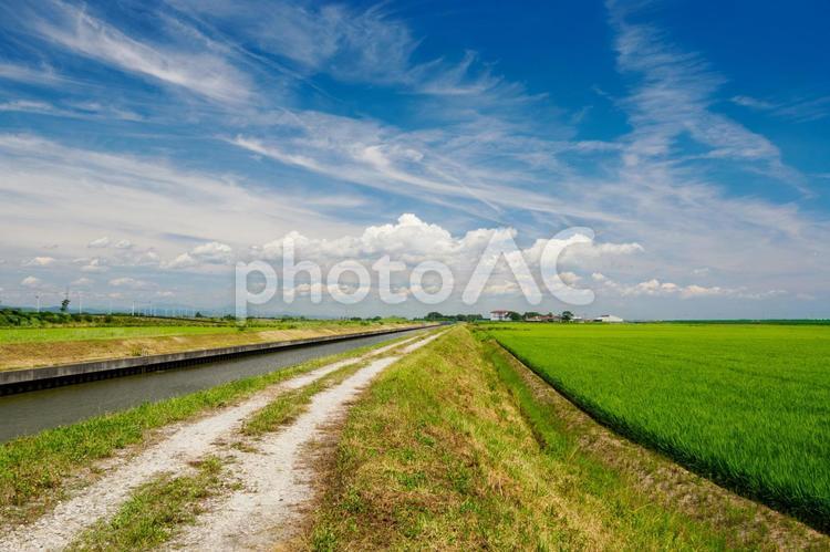 田園の風景⑹ 夏,田圃,稲の写真素材