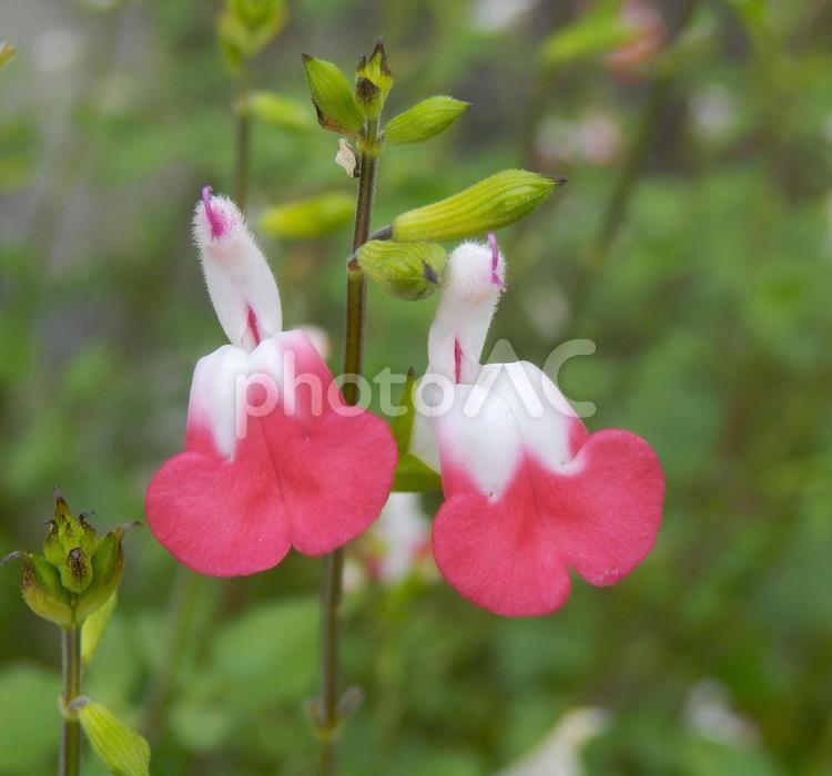 【花の写真】チェリーセージ チェリーセージ,シソ科,花の写真素材
