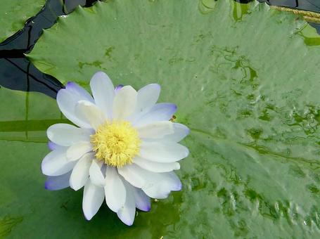 スイレン スイレン 睡蓮,浮葉植物,池の写真素材