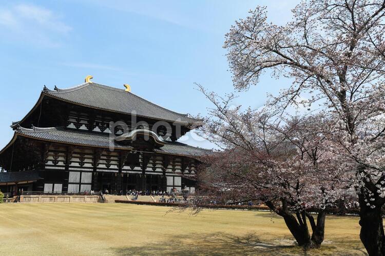 東大寺とさくら さくら,桜,サクラの写真素材