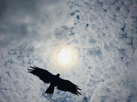 鳶 空 雲 シルエット逆光 太陽 鳶 空 雲 シルエット逆光 太陽 の写真