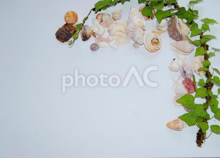 アイビーと蔦と紫陽花の背景素材４ 背景素材,紫陽花,アイビーの写真素材