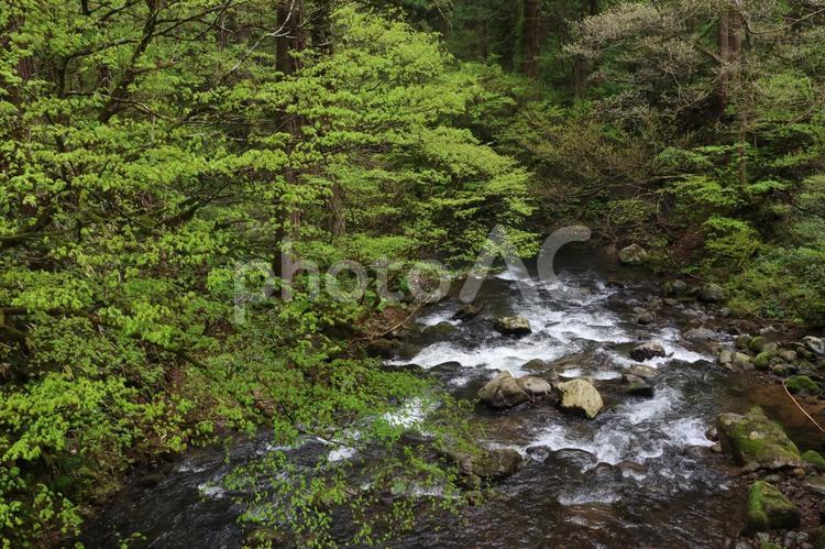 出羽三山神社の参道 出羽三山神社,川,新緑の写真素材