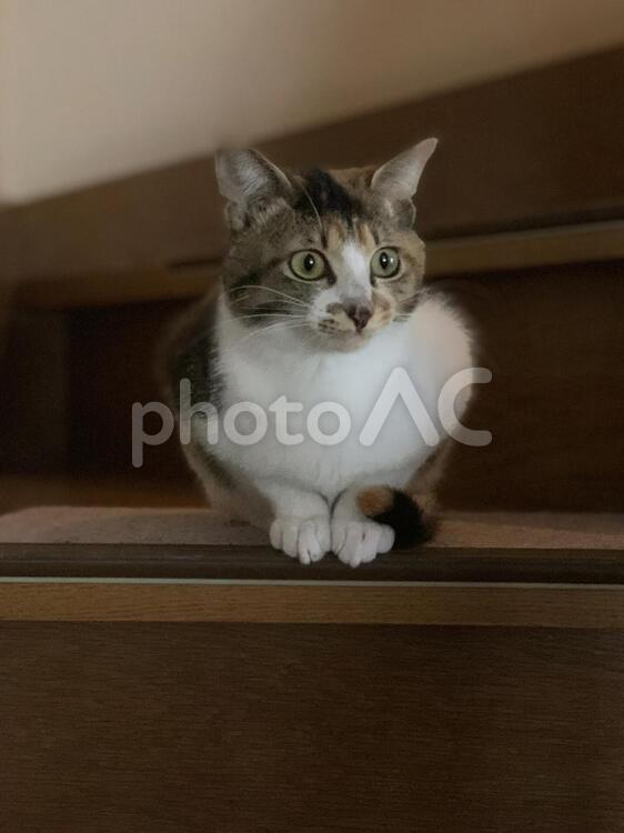 見つめます。 猫,子猫,ペットの写真素材