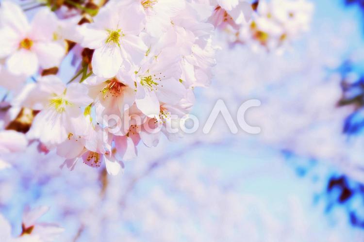 桜並木の桜のアップ 桜,桜並木,花の写真素材