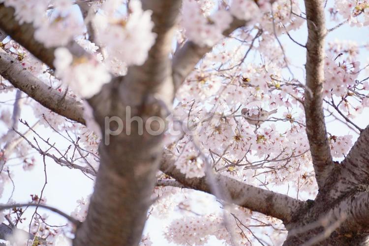 桜とすずめ 桜,さくら,サクラの写真素材