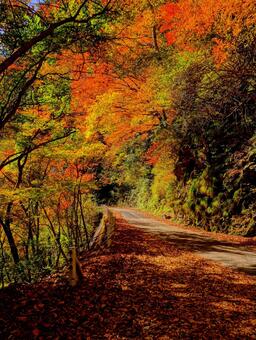 晩秋のべふ峡（高知県香美市） 高知,高知県,香美市の写真素材