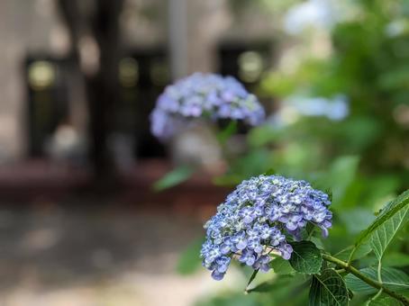 Hydrangea, JPG