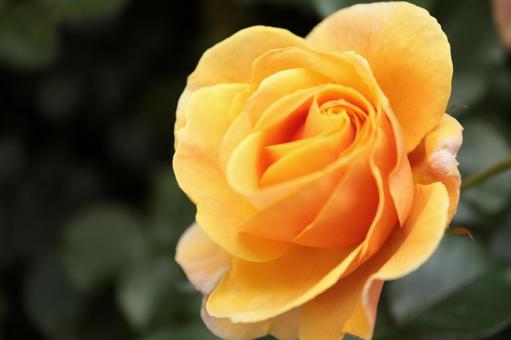 バラ園にて黄色い薔薇を撮りました バラ園にて黄色い薔薇を撮りましたの写真
