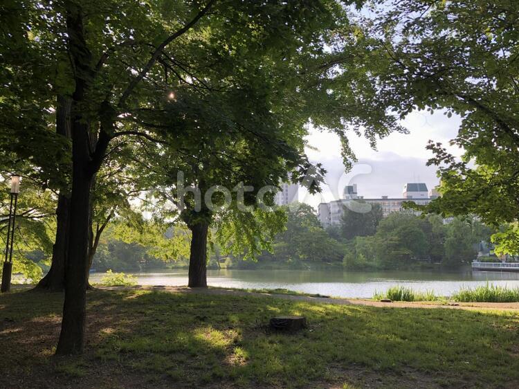 札幌の中島公園の眩しい池 木,風景,湖の写真素材