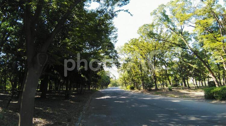 森林公園の日影 道路,木,葉の写真素材