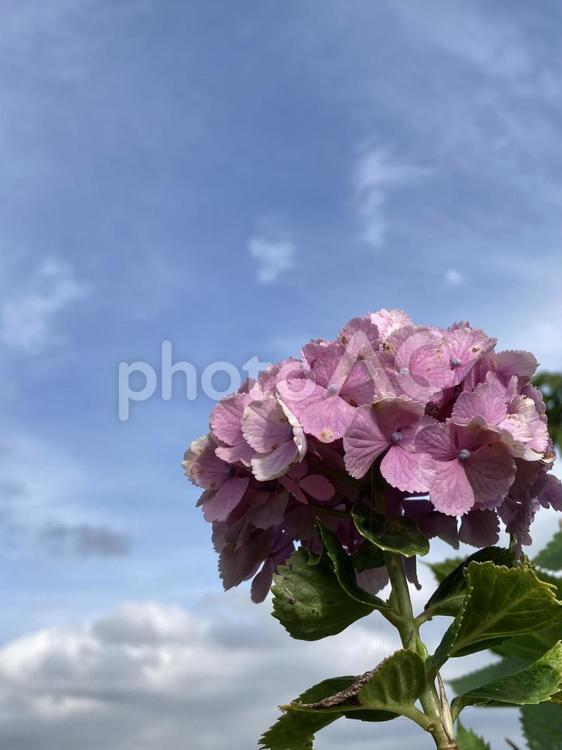 初夏の青空に映えるアジサイの花 アジサイ,紫陽花,青空の写真素材