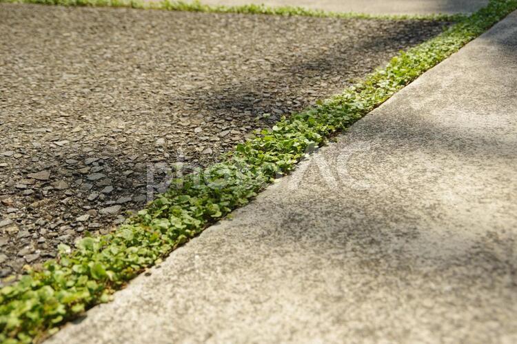 ダイコンドラ（ディコンドラ）を植えたコンクリート目地 ダイコンドラ,コンクリート,目地の写真素材