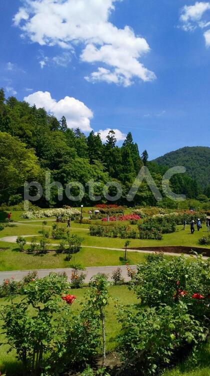 東沢バラ公園の風景その３ 山形県村山市,東沢バラ公園,自然の写真素材