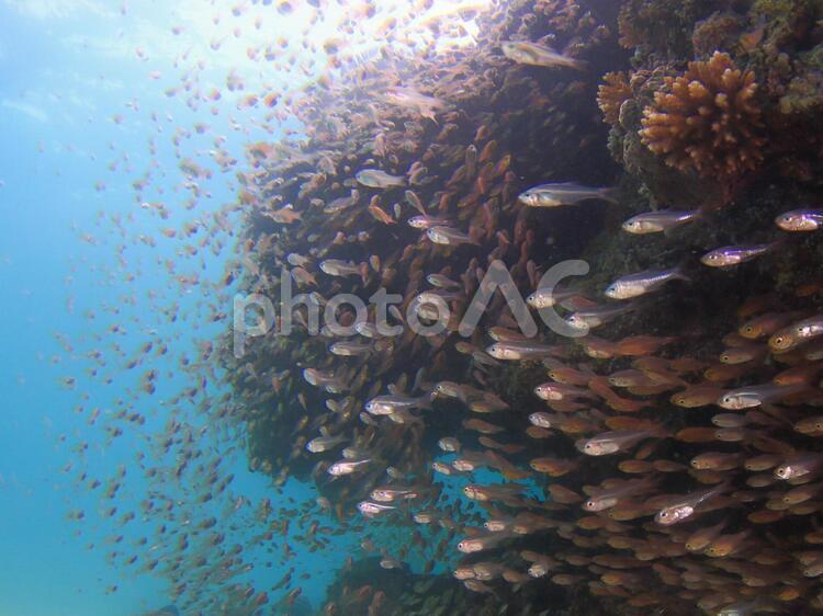 小魚の群れ 背景,背景素材,背景画像の写真素材