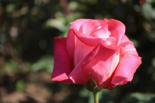 バラ園にて綺麗な薔薇を撮った写真 バラ園にて綺麗な薔薇を撮った写真の写真