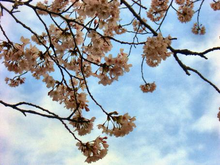 清水公園の桜-11 清水公園の桜-11の写真