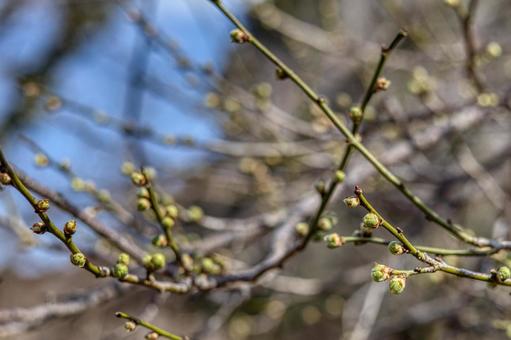 Photo, plum, branch, plum tree, 