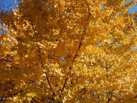【紅葉写真】イチョウの黄葉 イチョウ,銀杏,黄葉の写真素材