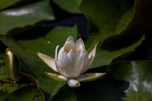 水連の花 水連の花の写真