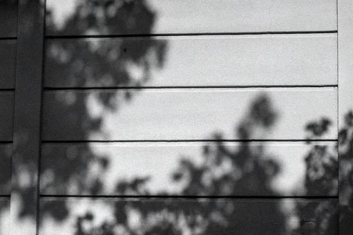 壁に静かに投影された樹木の影 壁に静かに投影された樹木の影 壁,外壁,横縞の写真素材