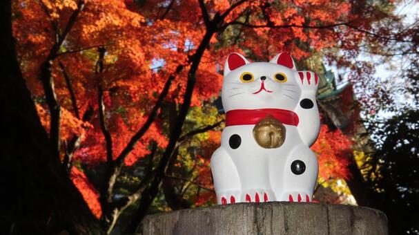 招き猫　紅葉狩り 招き猫,縁起物,置物の写真素材