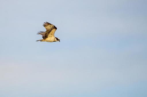 ミサゴ(135) 鳥,ミサゴ,ウオタカの写真素材