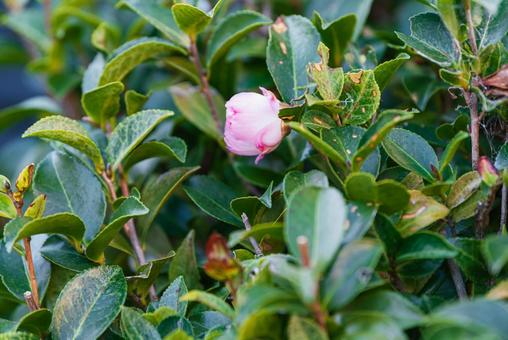 開花間近の可憐な朝倉山茶花 開花間近の可憐な朝倉山茶花 朝倉山茶花,山茶花,木花の写真素材