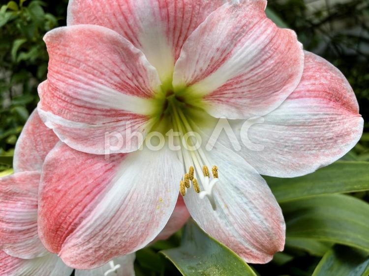 鮮やかなピンクと白が美しいアマリリスの花 アマリリス,花,ピンクの写真素材