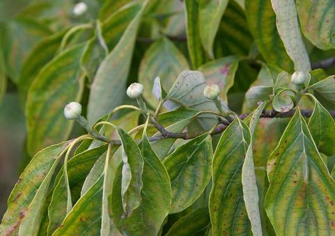 アメリカヤマボウシ アメリカヤマボウシ,亜米利加山法師,ハナミズキの写真素材