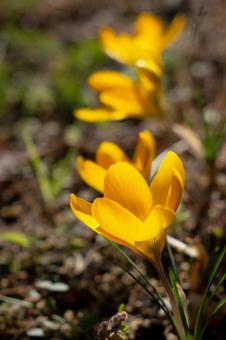 Yellow crocuses in the morning sun, JPG