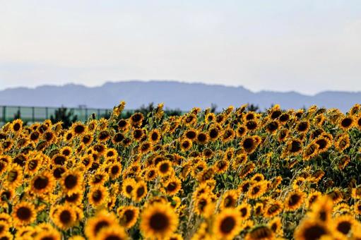 ひまわりと蔵王連峰 蔵王連峰,山と空,ひまわりの写真素材