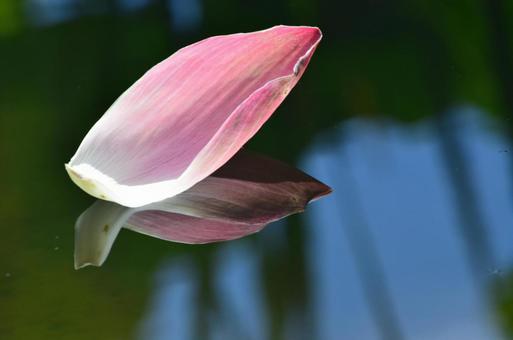 池に反射する蓮の花びら 池に反射する蓮の花びらの写真