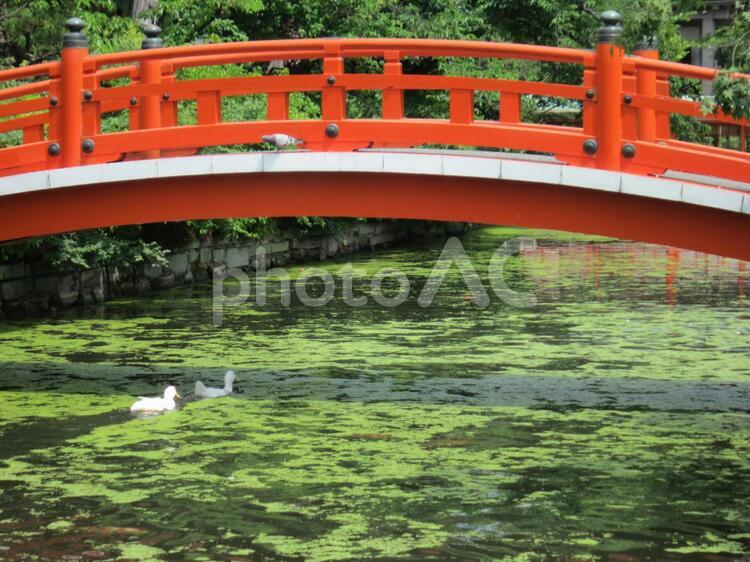 神泉苑の法成橋（朱塗り）は、念じて渡ると一つの願いが叶うパワースポット。 神泉苑,法成橋,庭園の写真素材