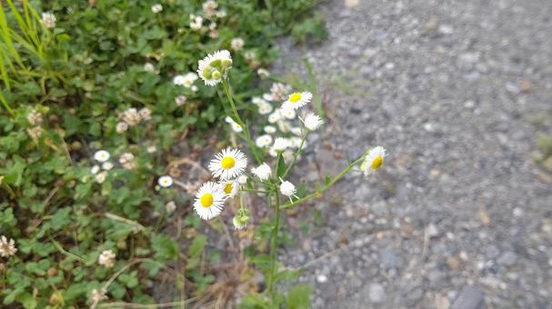fleabane, JPG